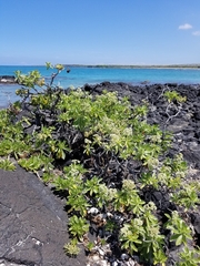 Heliotropium