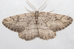 Zermizinga indocilisaria