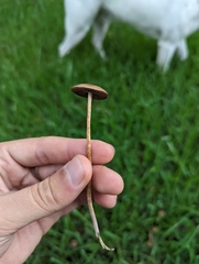 Panaeolus foenisecii
