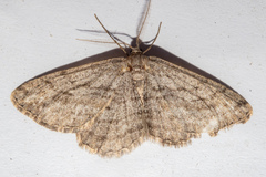 Zermizinga indocilisaria