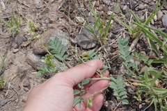 Astragalus iodanthus