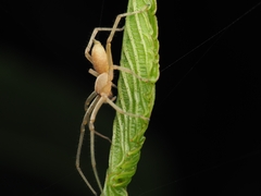 Cheiracanthium virescens