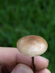 Panaeolus foenisecii