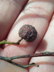 Asphondylia dodonaeae