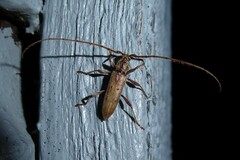 Eburida quadriguttata