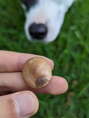 Panaeolus foenisecii