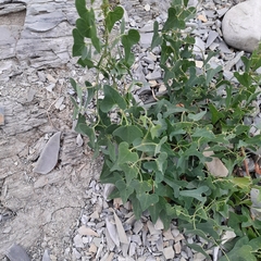 Cynanchum acutum