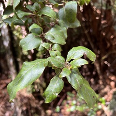 Coprosma tenuifolia
