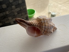 Pleuroploca trapezium