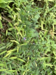 Cuphea carthagenensis