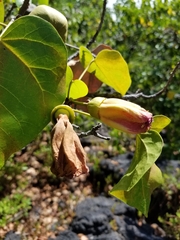 Thespesia populnea