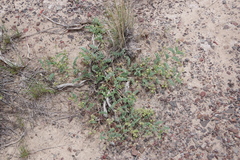 Astragalus iodanthus