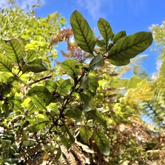 Coprosma tenuifolia