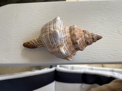 Pleuroploca trapezium