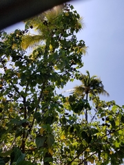 Thespesia populnea
