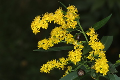 Solidago canadensis