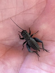 Melanogryllus desertus