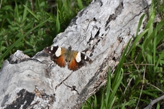 Vanessa itea