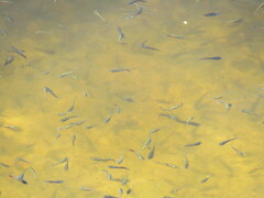 Poecilia reticulata