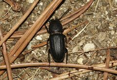 Spondylis buprestoides