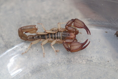 Uroctonites huachuca