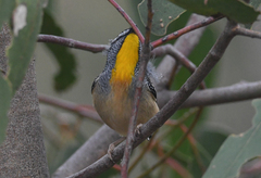 Pardalotus punctatus