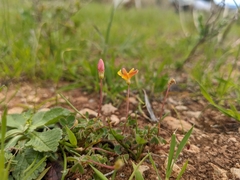 Oxalis exilis