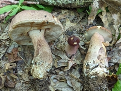 Tylopilus ferrugineus