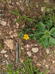 Oxalis exilis