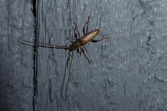 Eburida quadriguttata