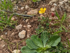 Oxalis exilis