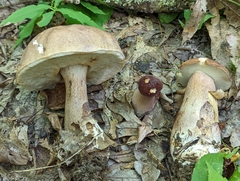Tylopilus ferrugineus