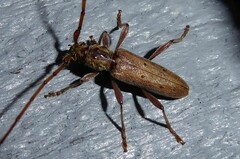 Eburida quadriguttata