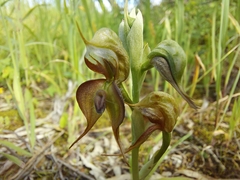 Pterostylis lepida