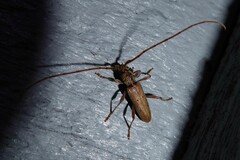 Eburida quadriguttata