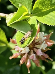 Syrphidae