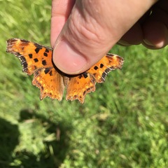 Polygonia gracilis