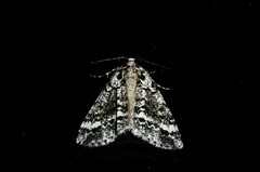 Pseudocoremia leucelaea