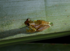 Dendropsophus elegans