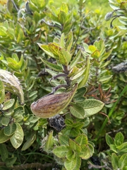 Gomphocarpus cancellatus