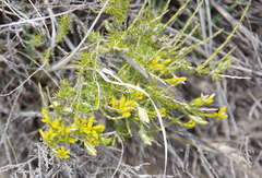 Tetradymia glabrata