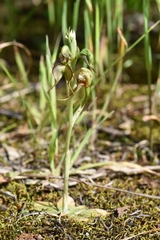 Pterostylis lepida