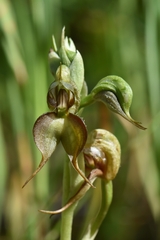 Pterostylis lepida