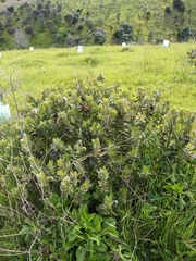 Gomphocarpus cancellatus