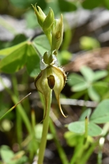 Pterostylis lepida