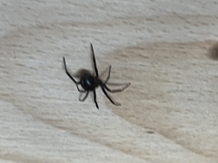 Steatoda grossa