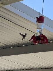 Archilochus colubris