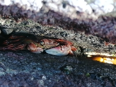 Leptograpsus variegatus