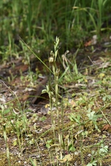 Pterostylis lepida