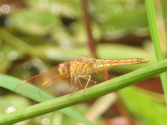 Brachythemis contaminata